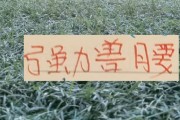在线下注-中超前4的后腰 反而申花是国产的兽腰 其他球队都是洋货